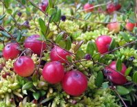 Cranberry Revitaprost Cranberry untuk saluran kemih - Revitaprost