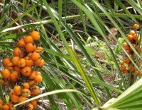 Saw Palmetto Revitaprost Ekstrak Saw Palmetto untuk prostat - Revitaprost